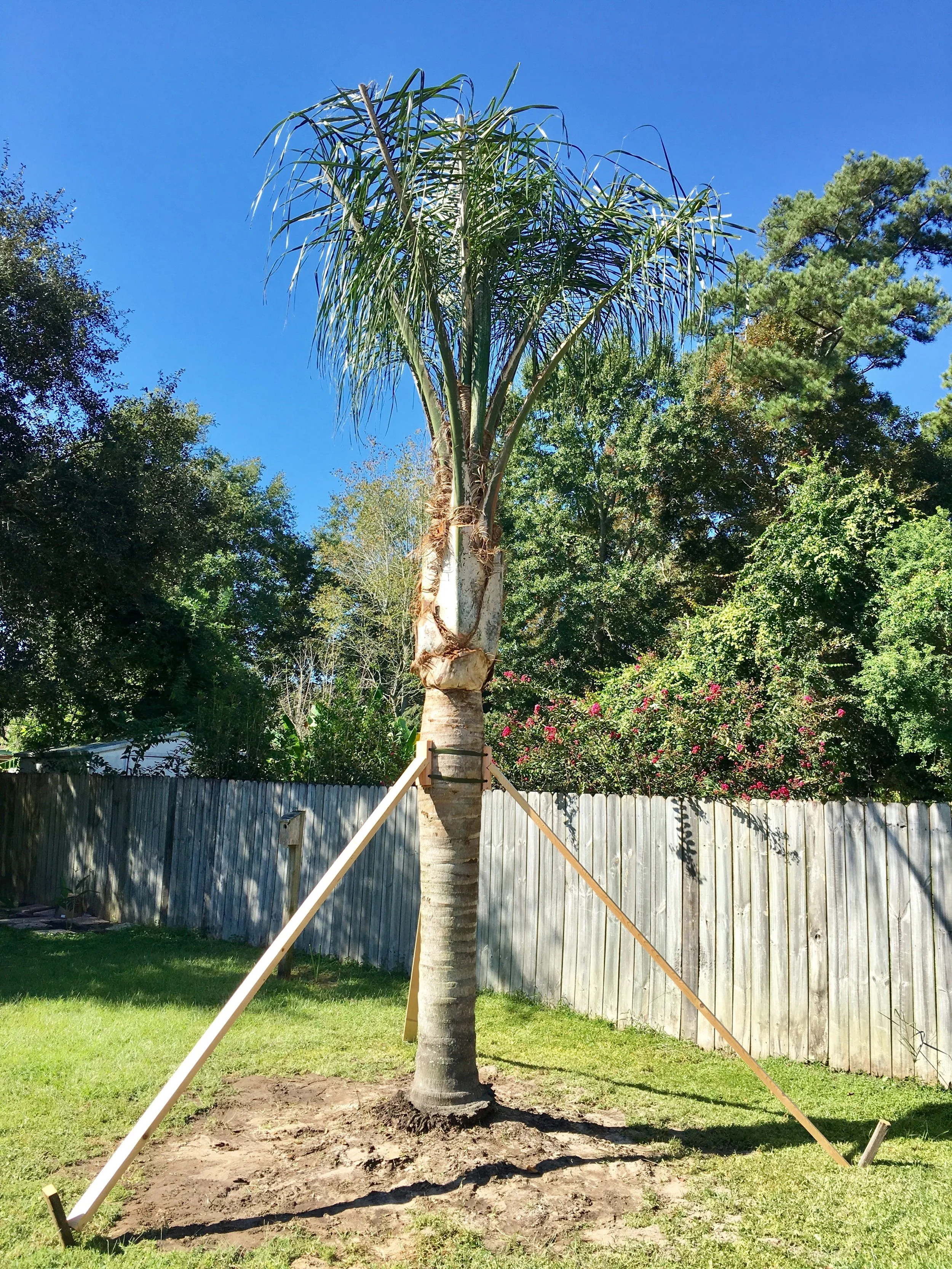 Silver Queen Palm - Syagrus romanzoffiana var. litoralis. (West Field)