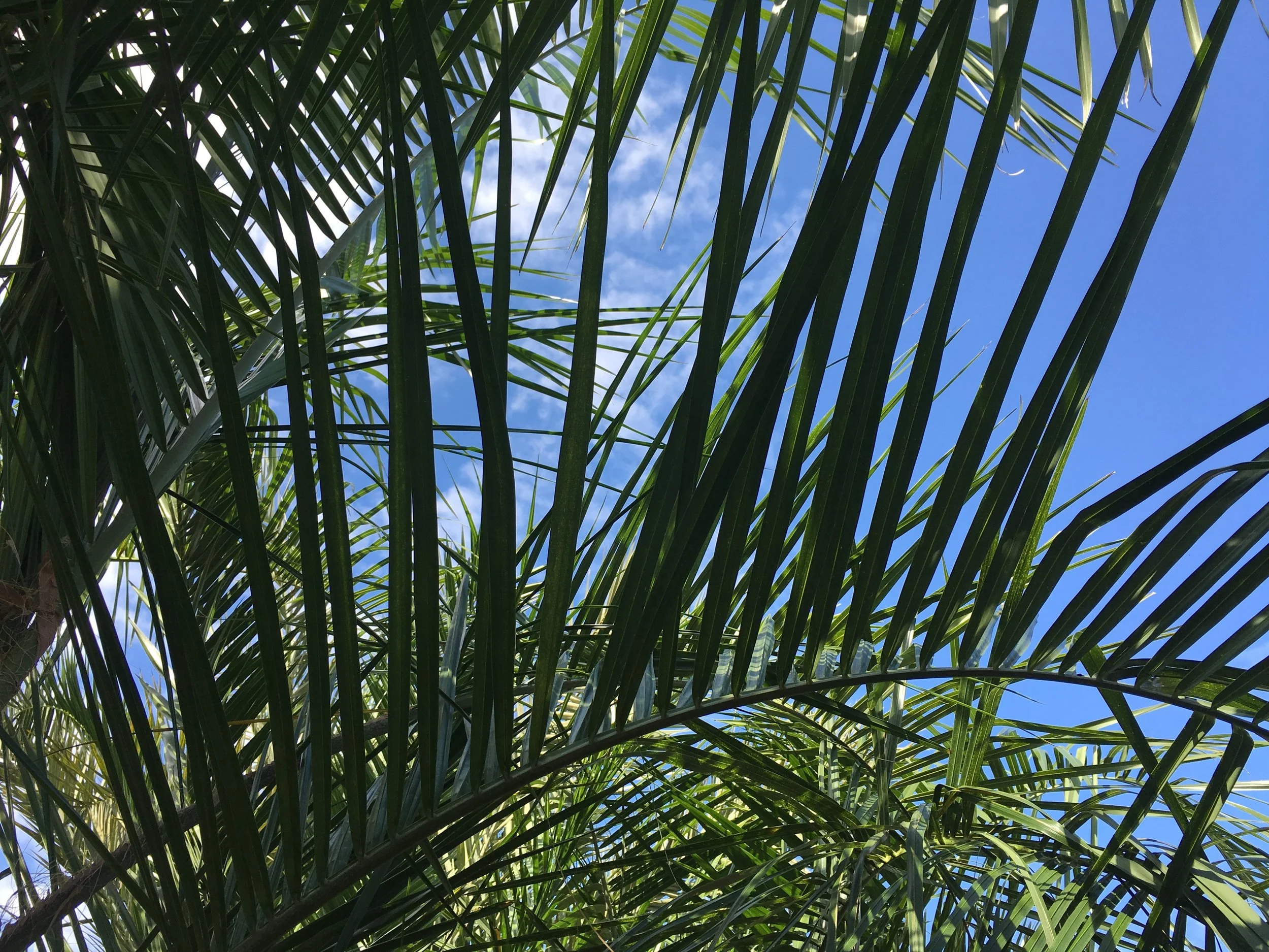 Mule Palm banner photo.jpg