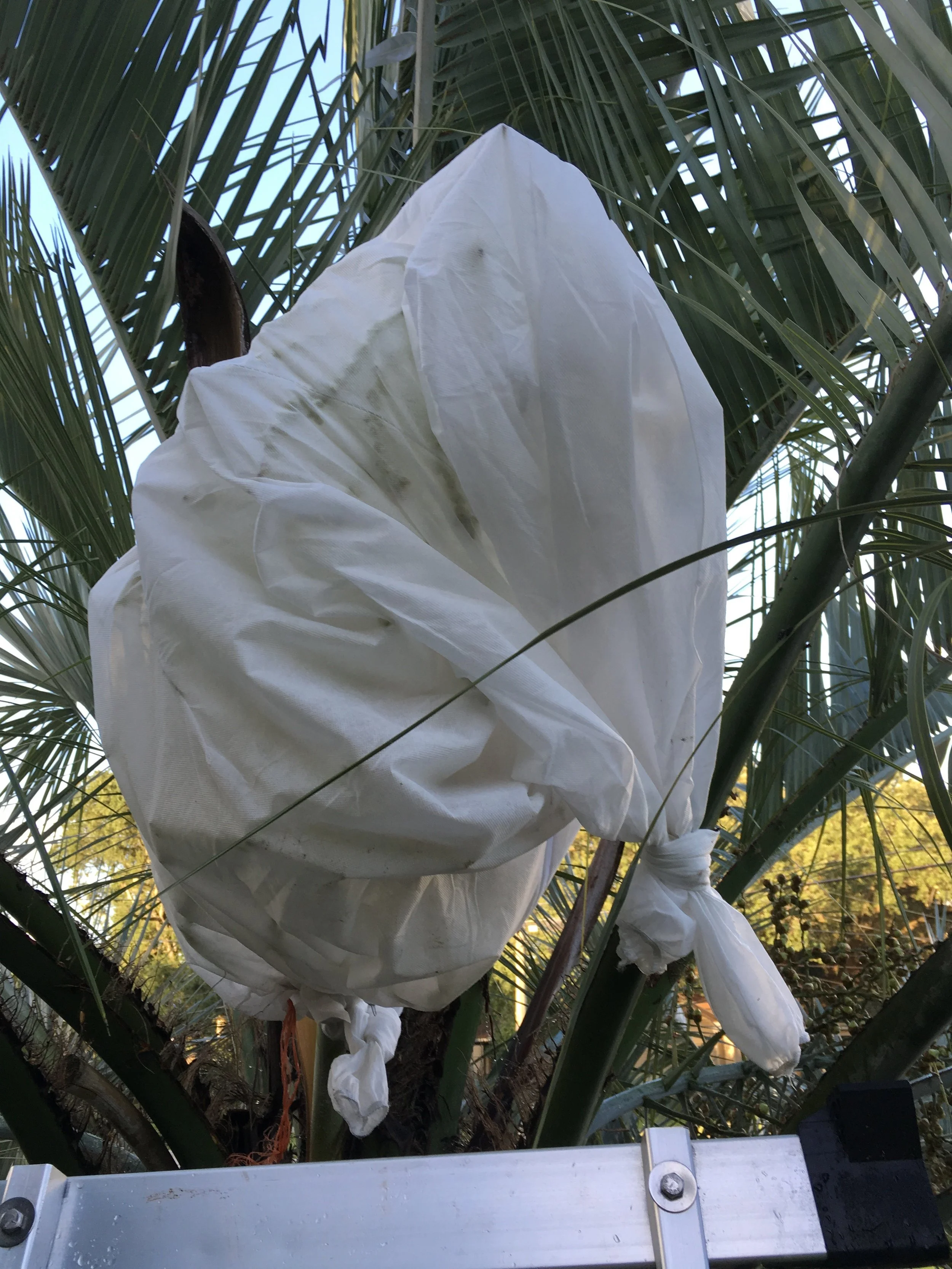 Mule seed rack pollinated and bagged.