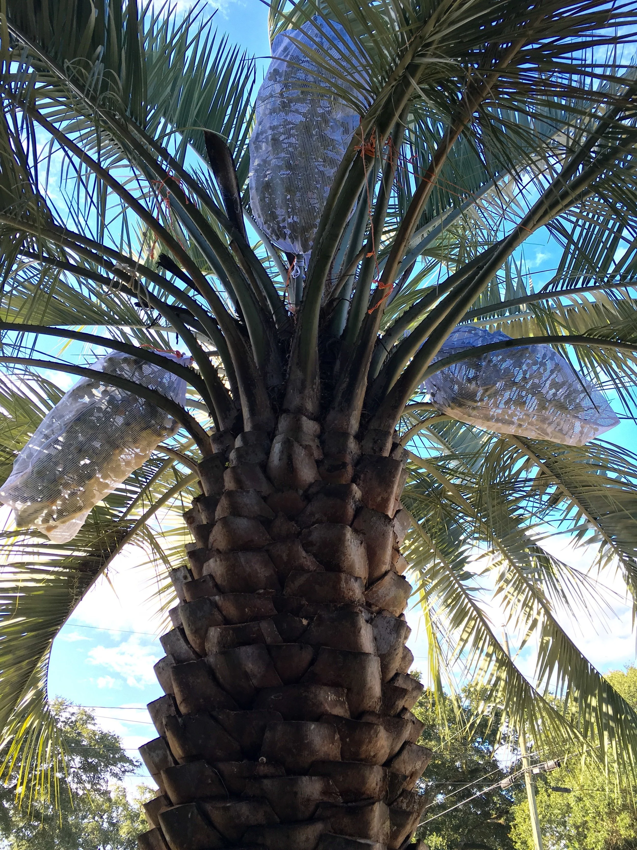 Mule seeds maturing, now in a net bag.
