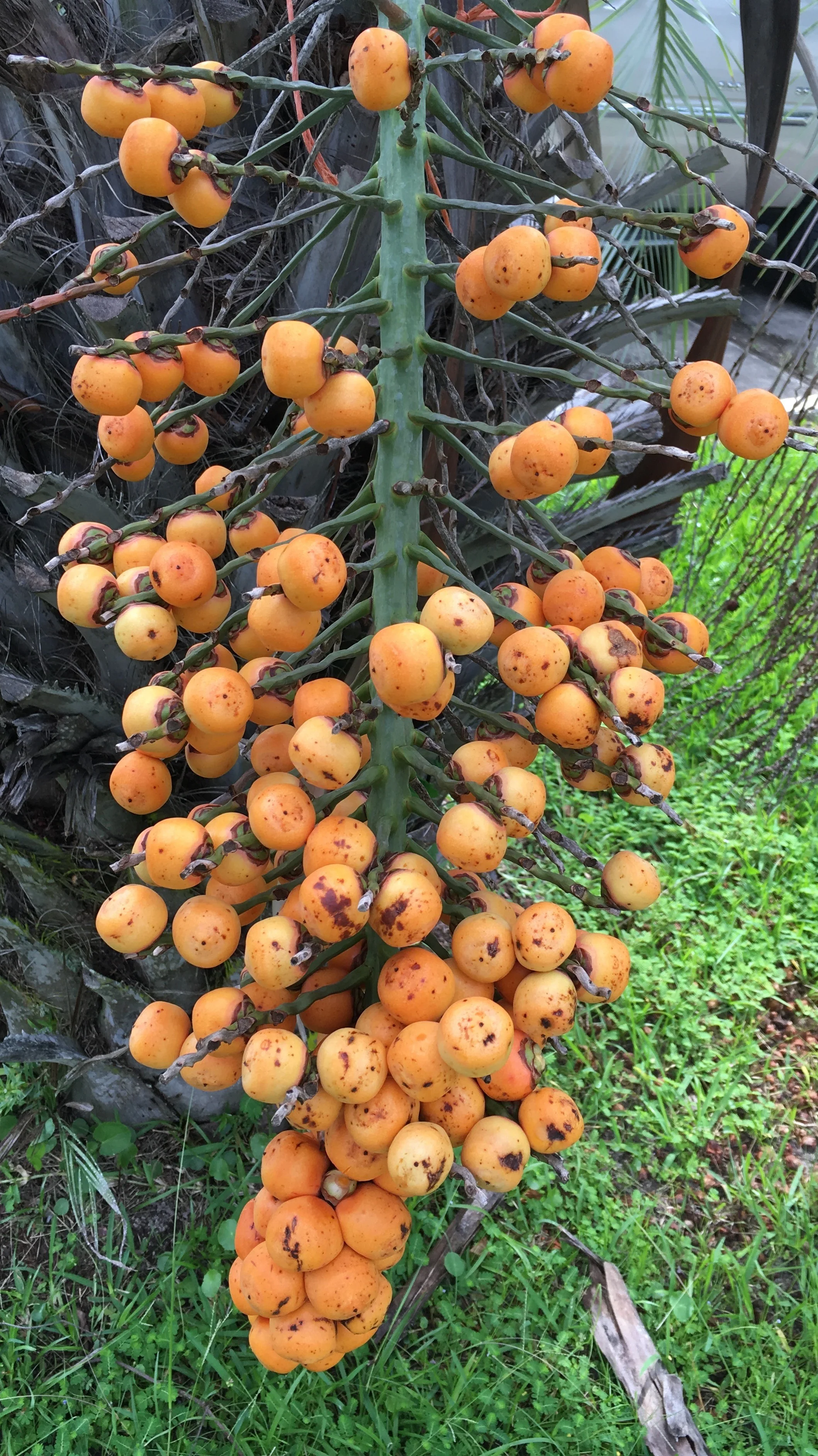 Mule seeds ripening.
