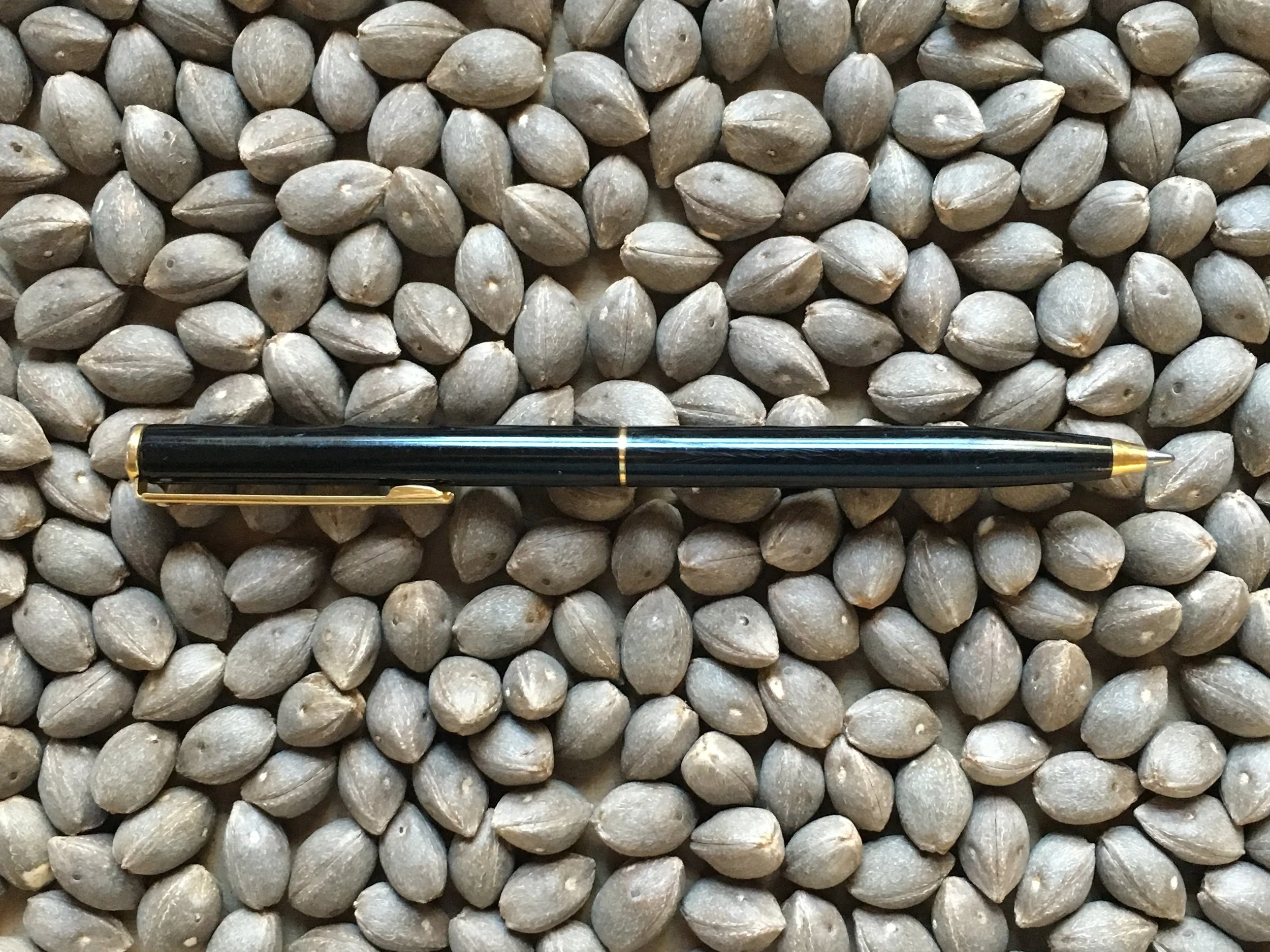 Mule seeds clean and ready to be germinated.