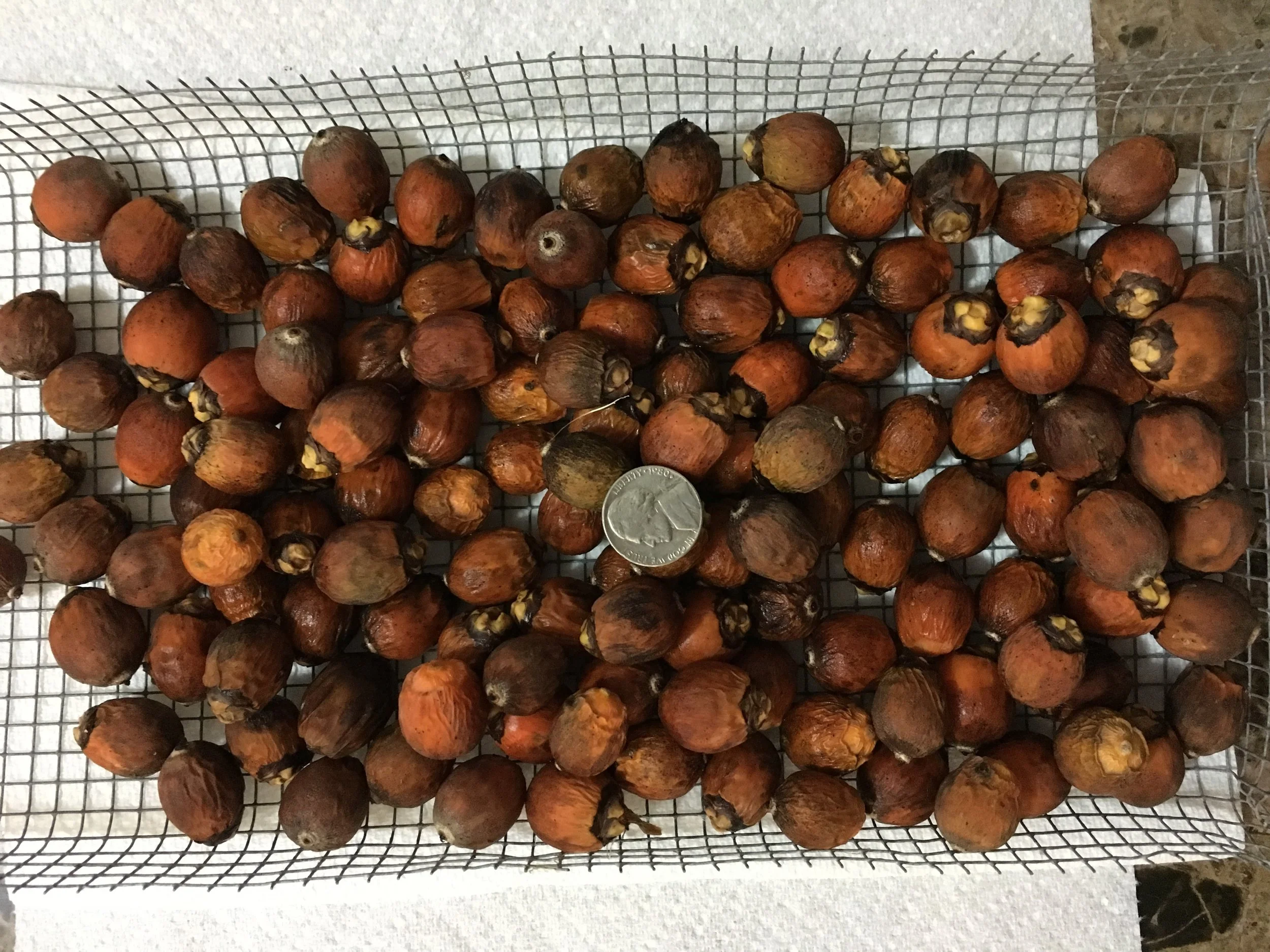Uncleaned seeds from our Silver Queen Palms.