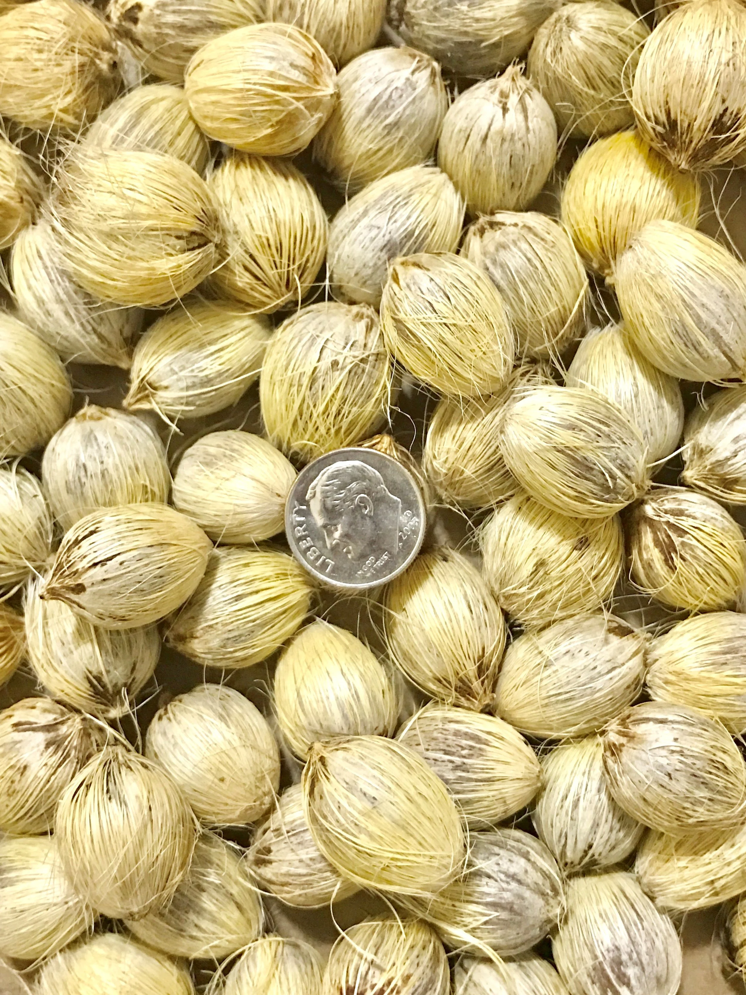 Cleaned seeds from our new Silver Queen Palms.