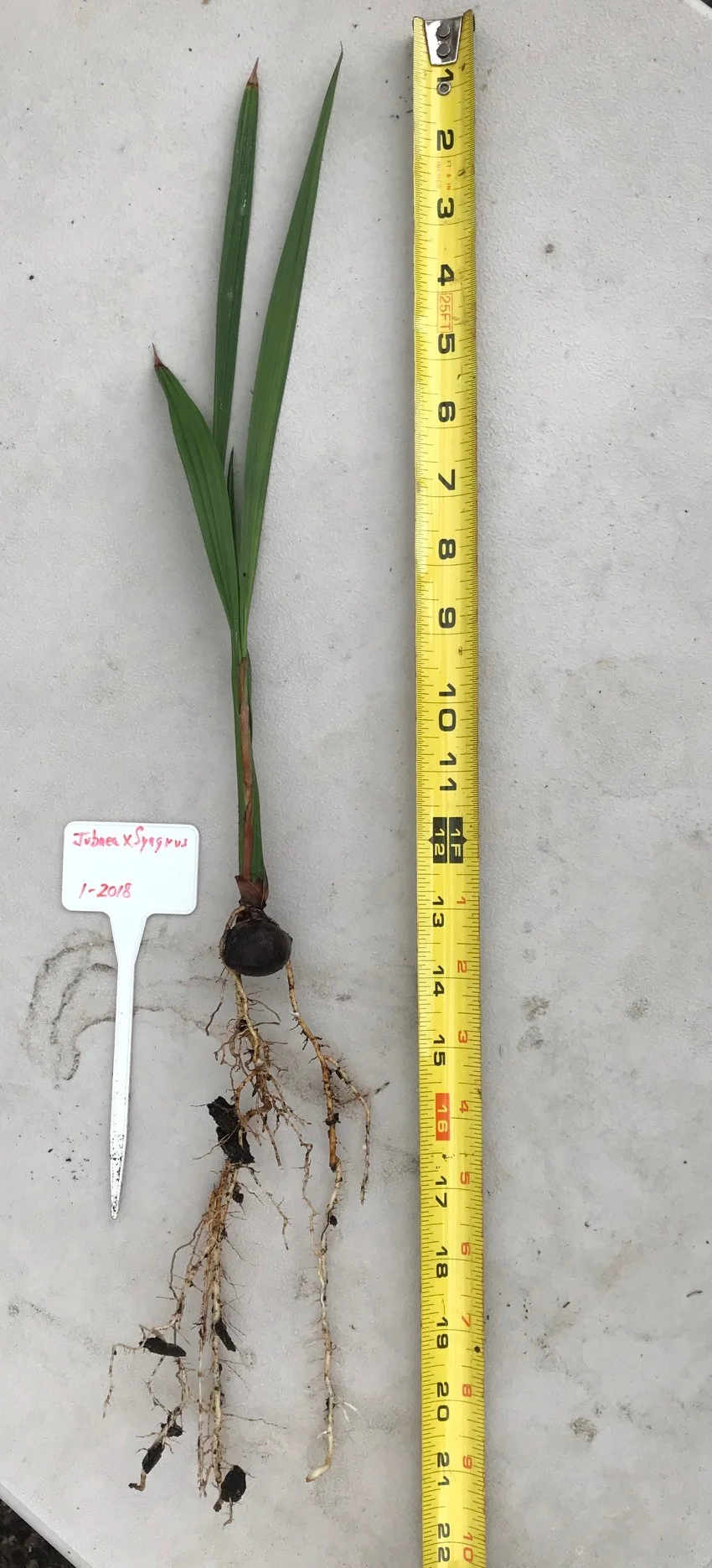 JxS bare root.jpg