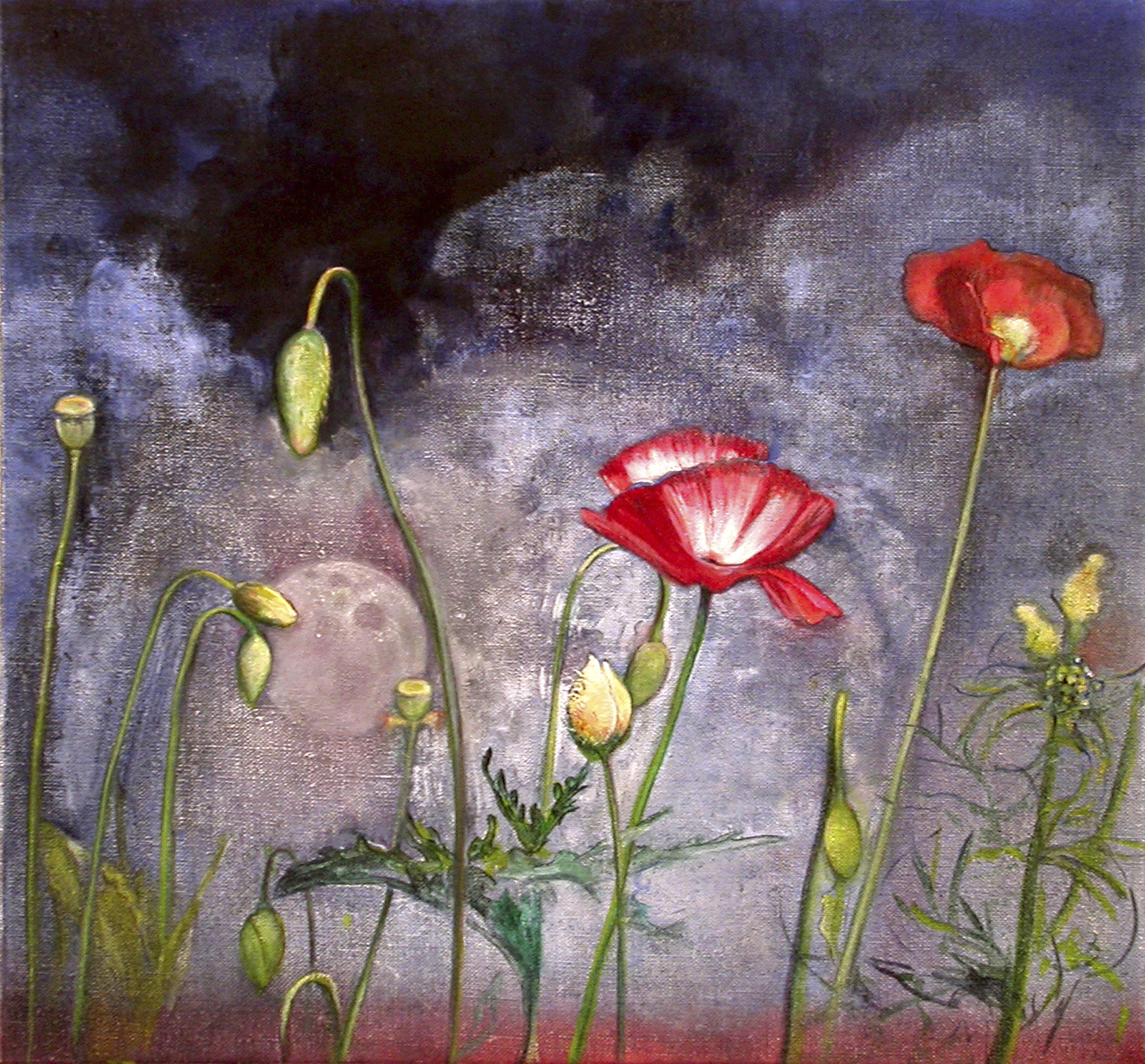   Night Poppy  oil on linen 13" x 14"&nbsp; 2005 