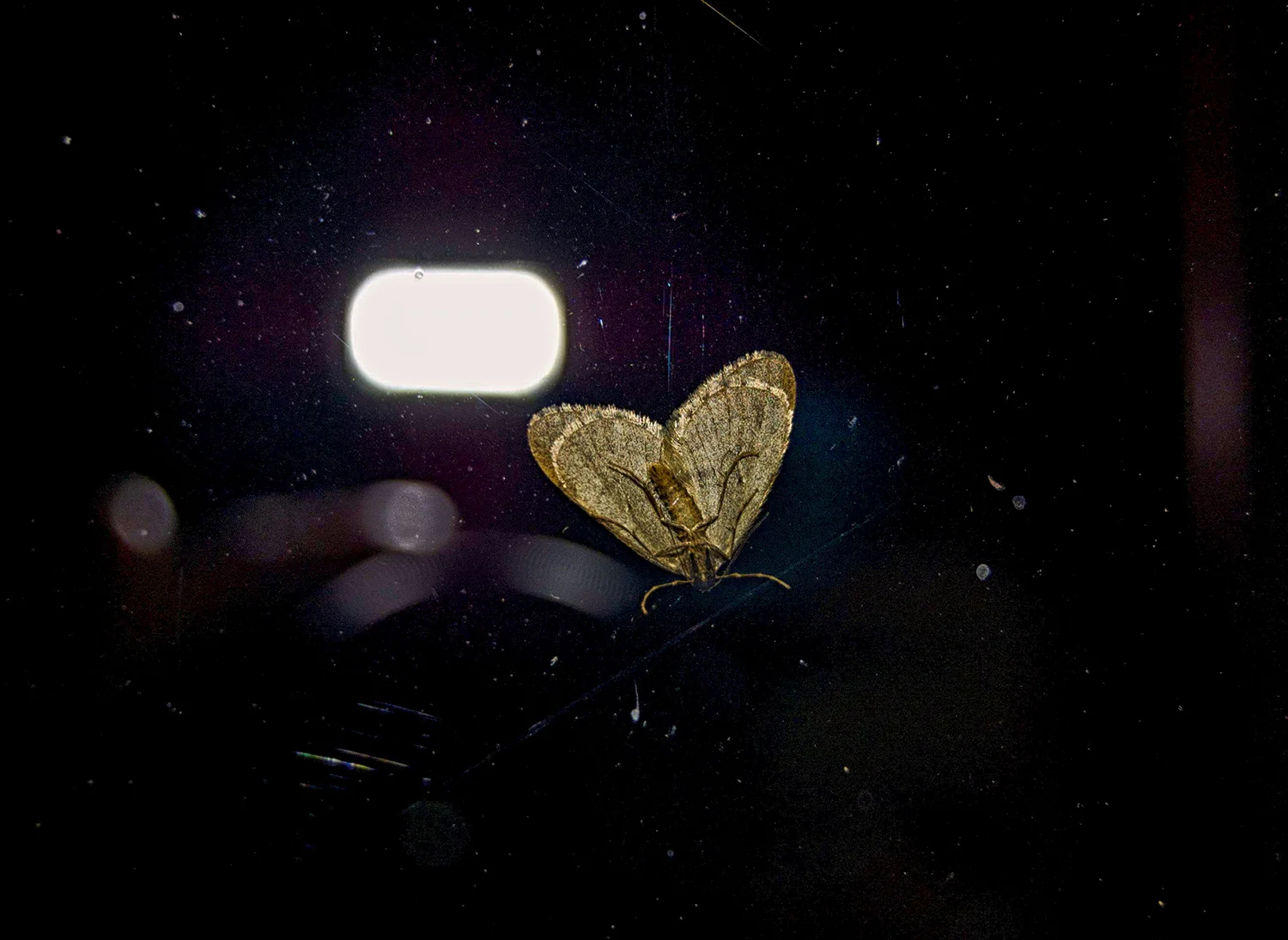 Small Moth photoFinal.jpg