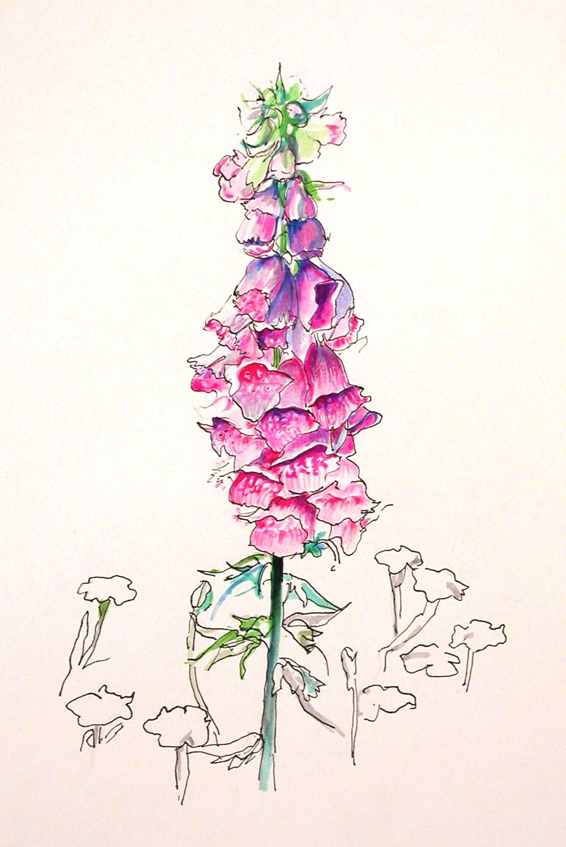   Foxglove  watercolor and ink 9” x 12” 2005 