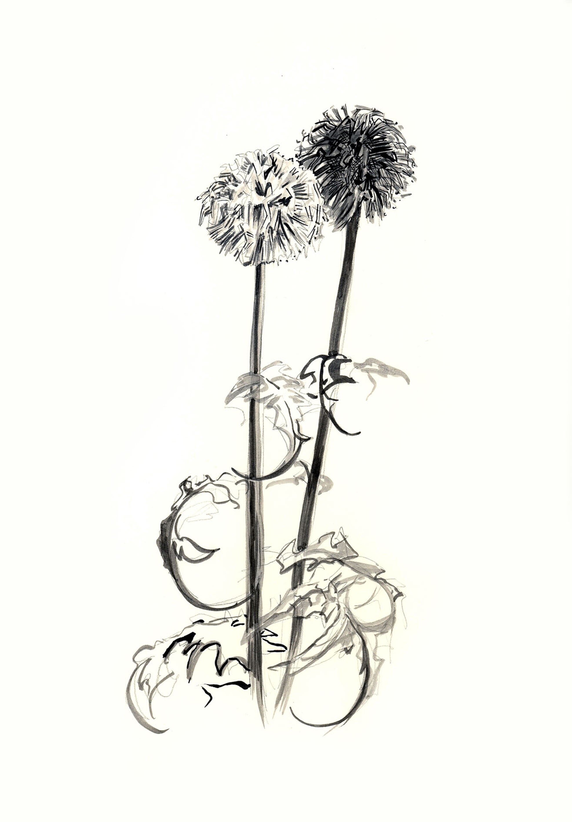   Pair of Thistles   ink  9” x 12”  2005 