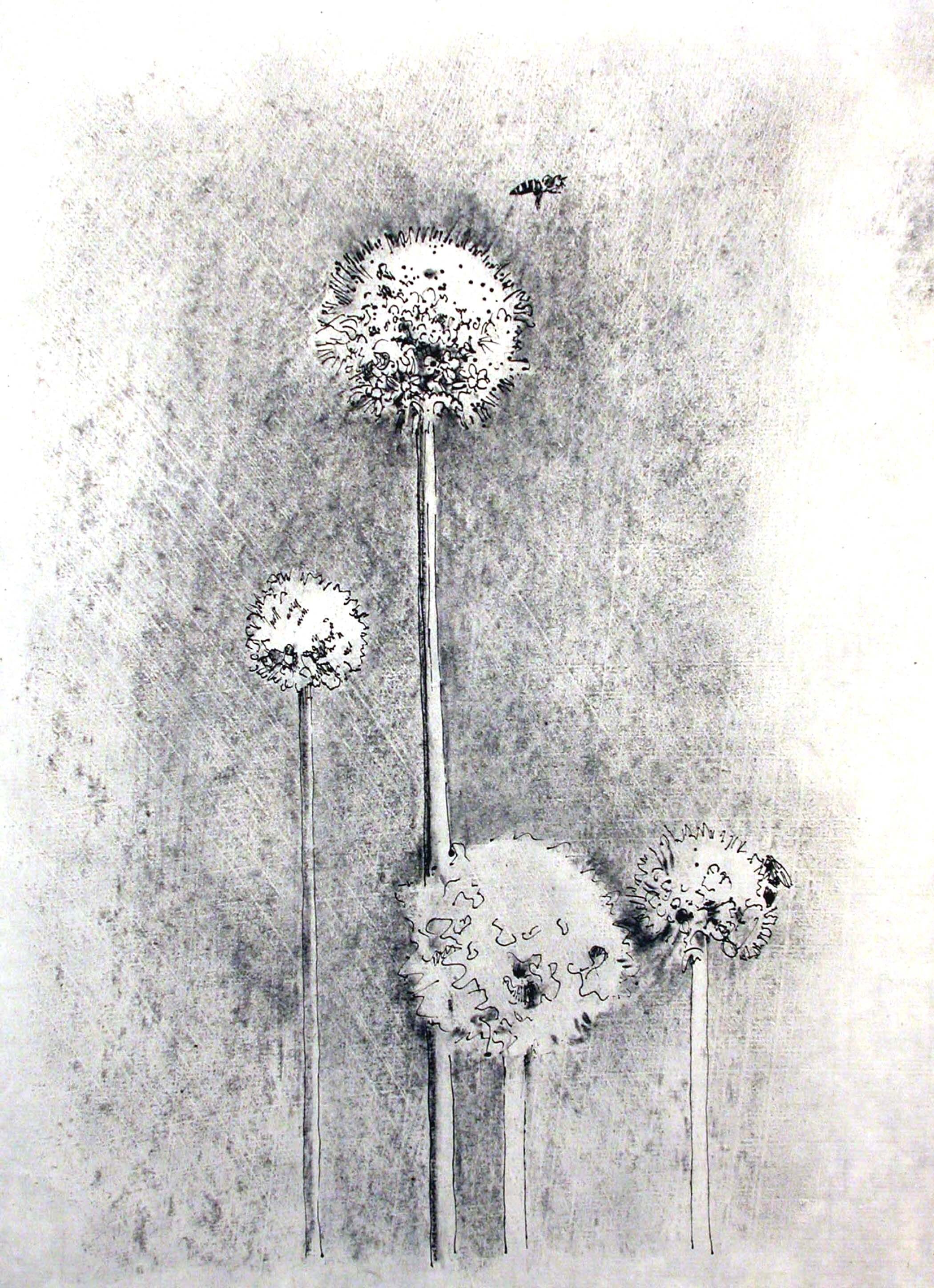  Bee to Pom   graphite and ink  8.5 “ x 11” 2005 