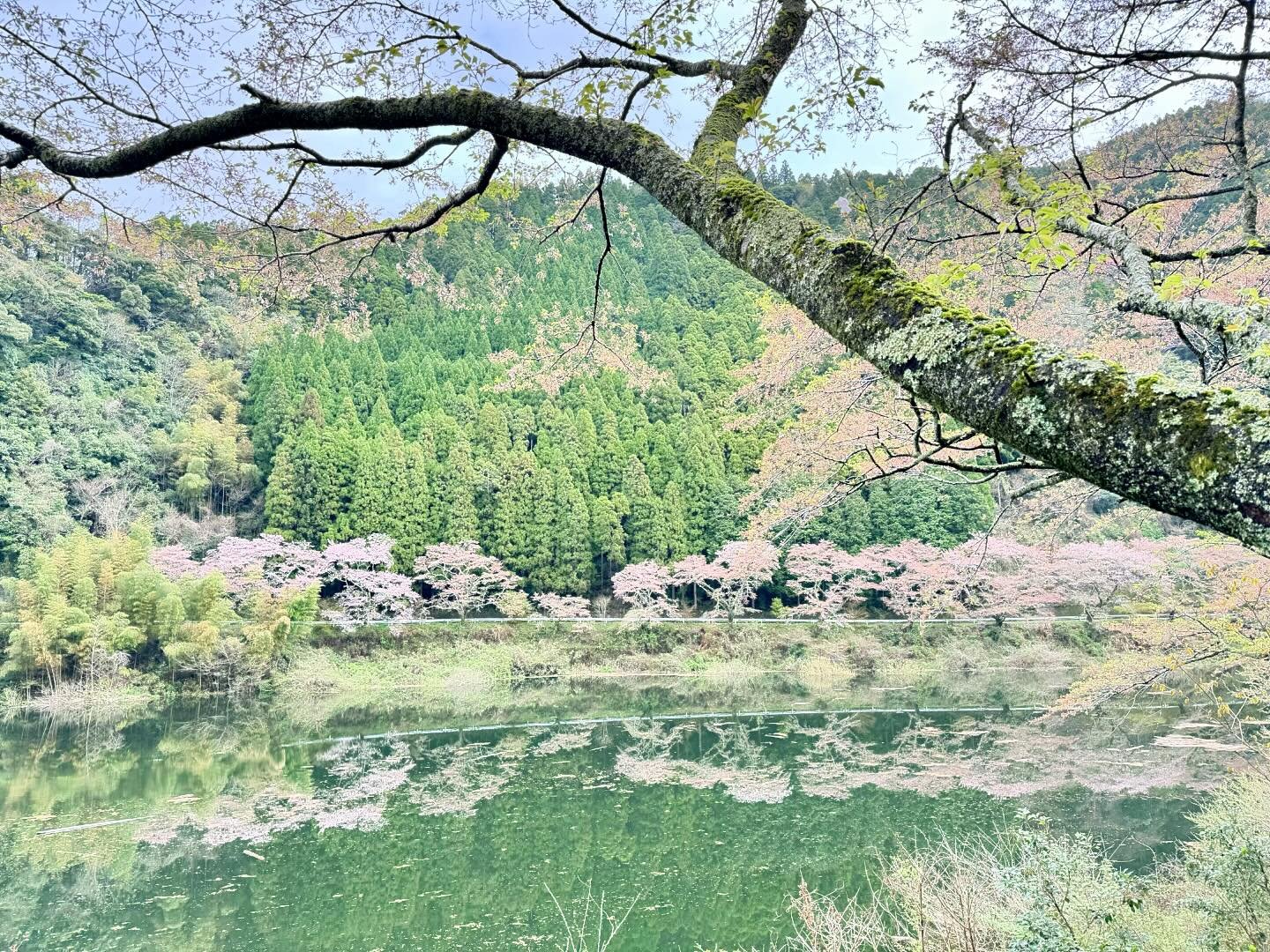 We&rsquo;ve been lucky to be in Japan just at the right time to enjoy the transient beauty of the cherry blossoms 🌸🌸