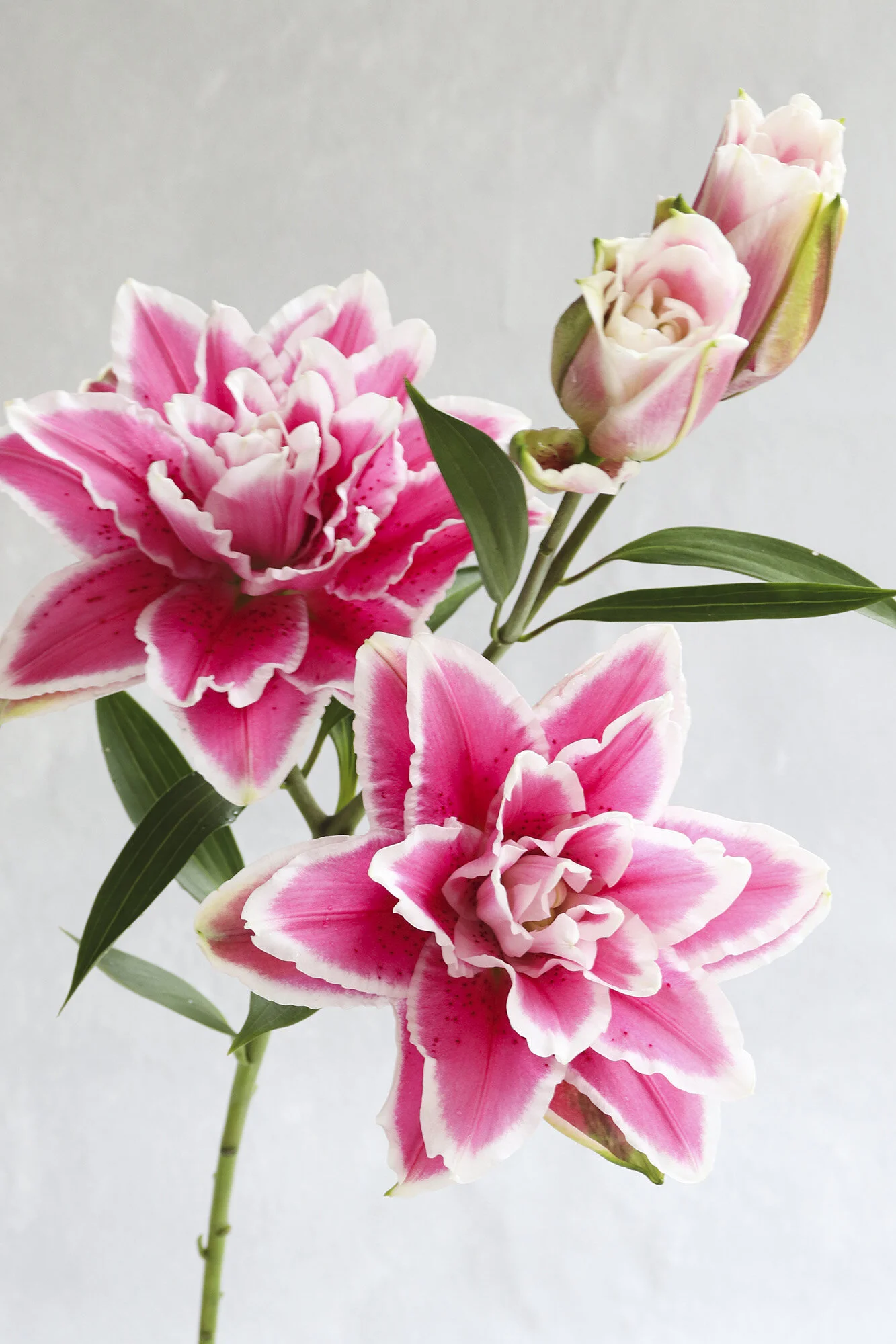 ROSELILY