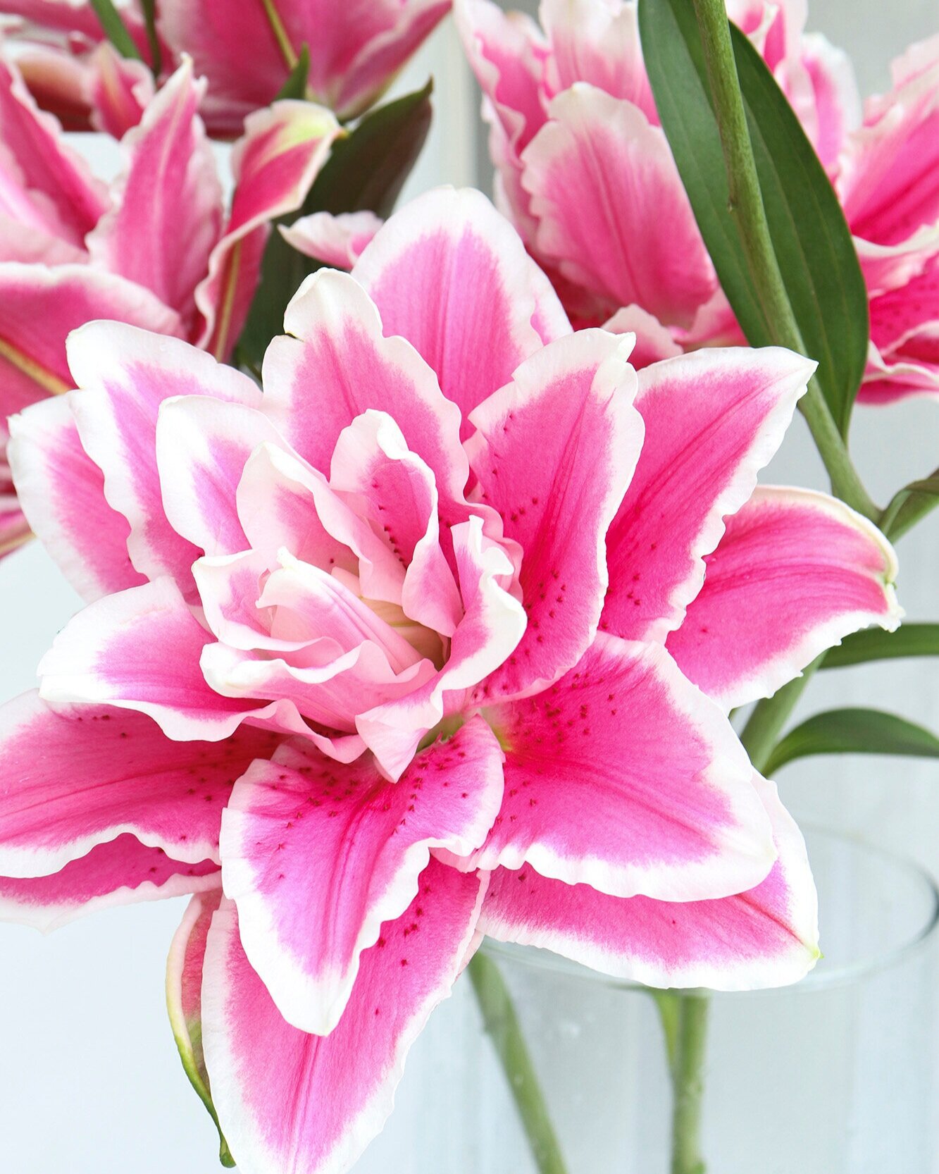 HOTPINK