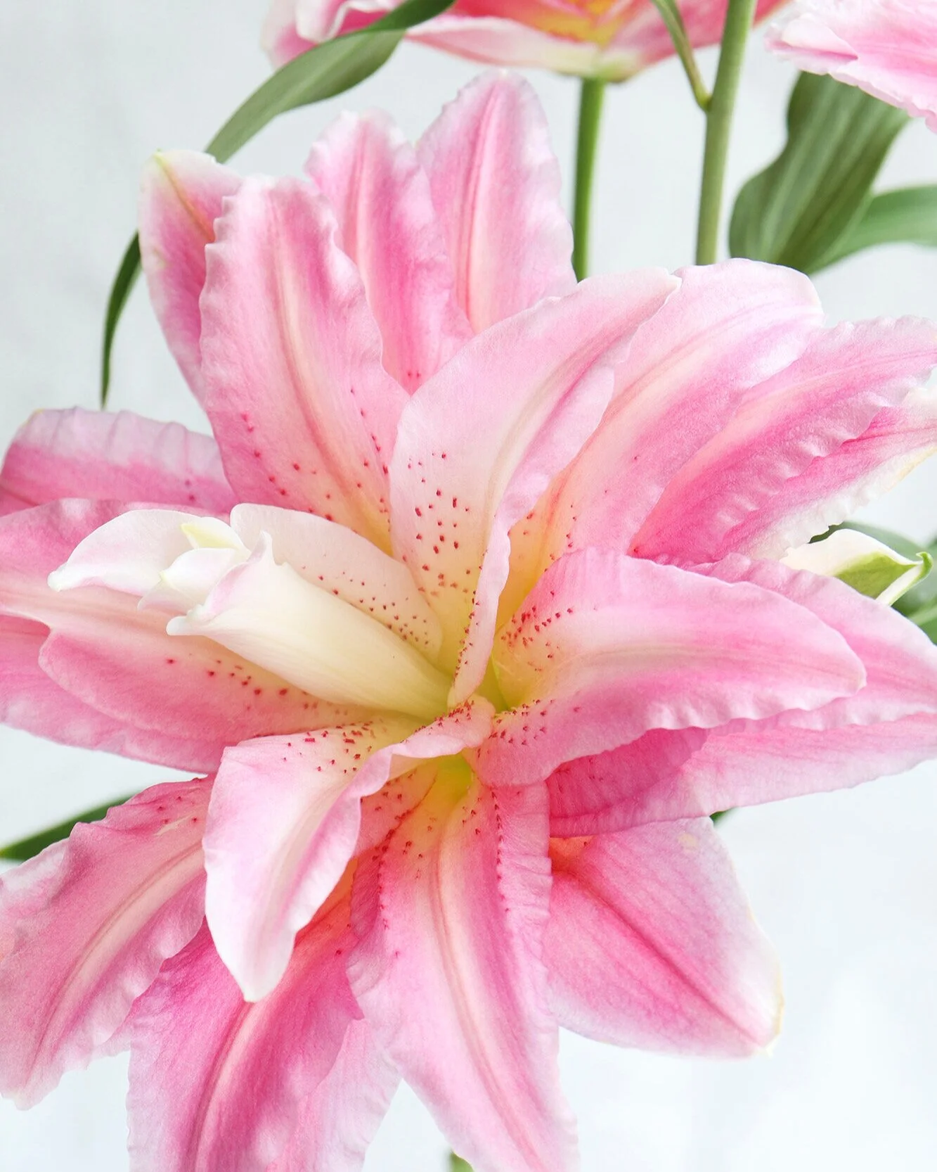SOFT PINK