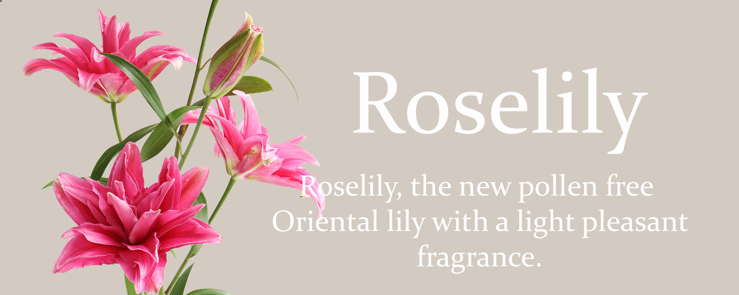 Banner Roselily.jpg