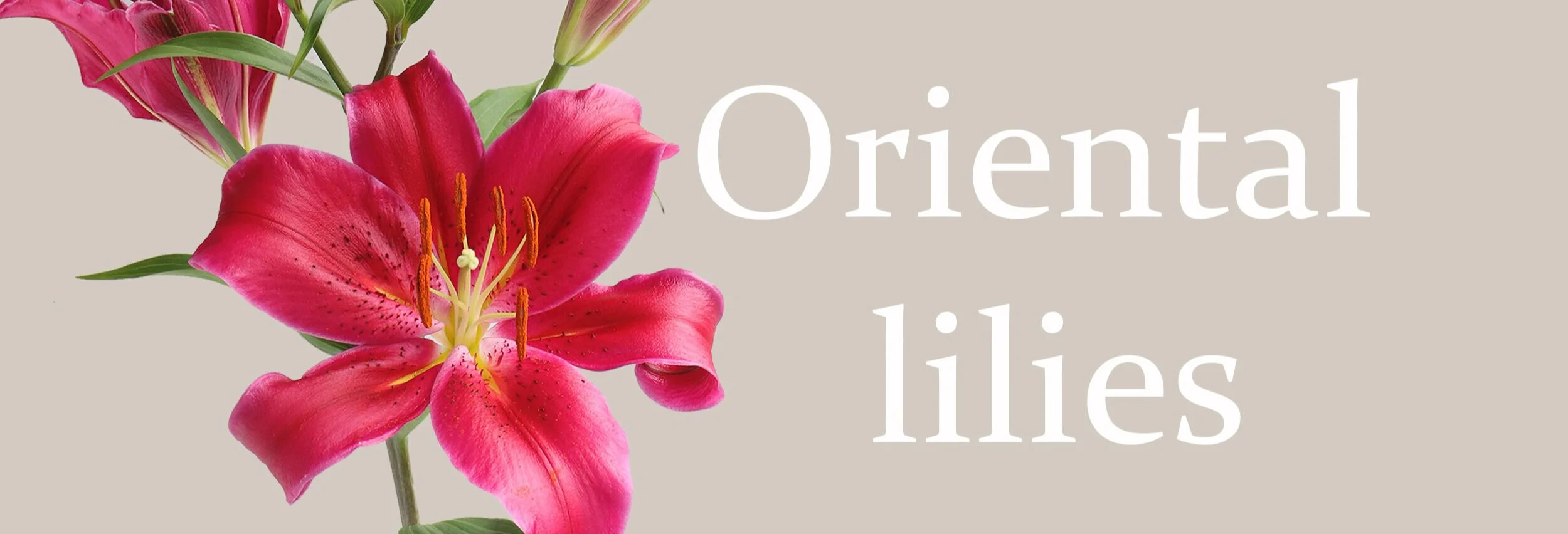 Banner+oriental+lilies.jpg