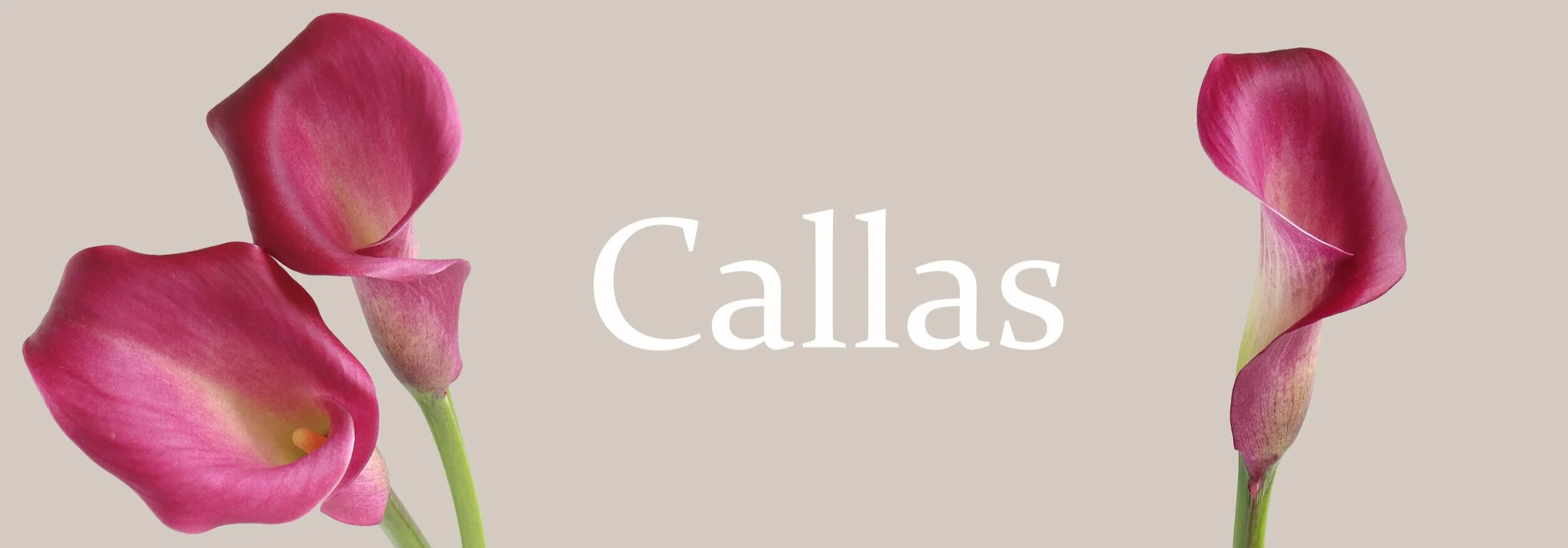 Banner+callas.jpg