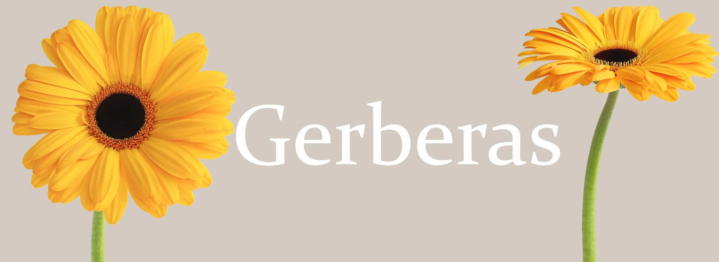 banner+gerberas.jpg