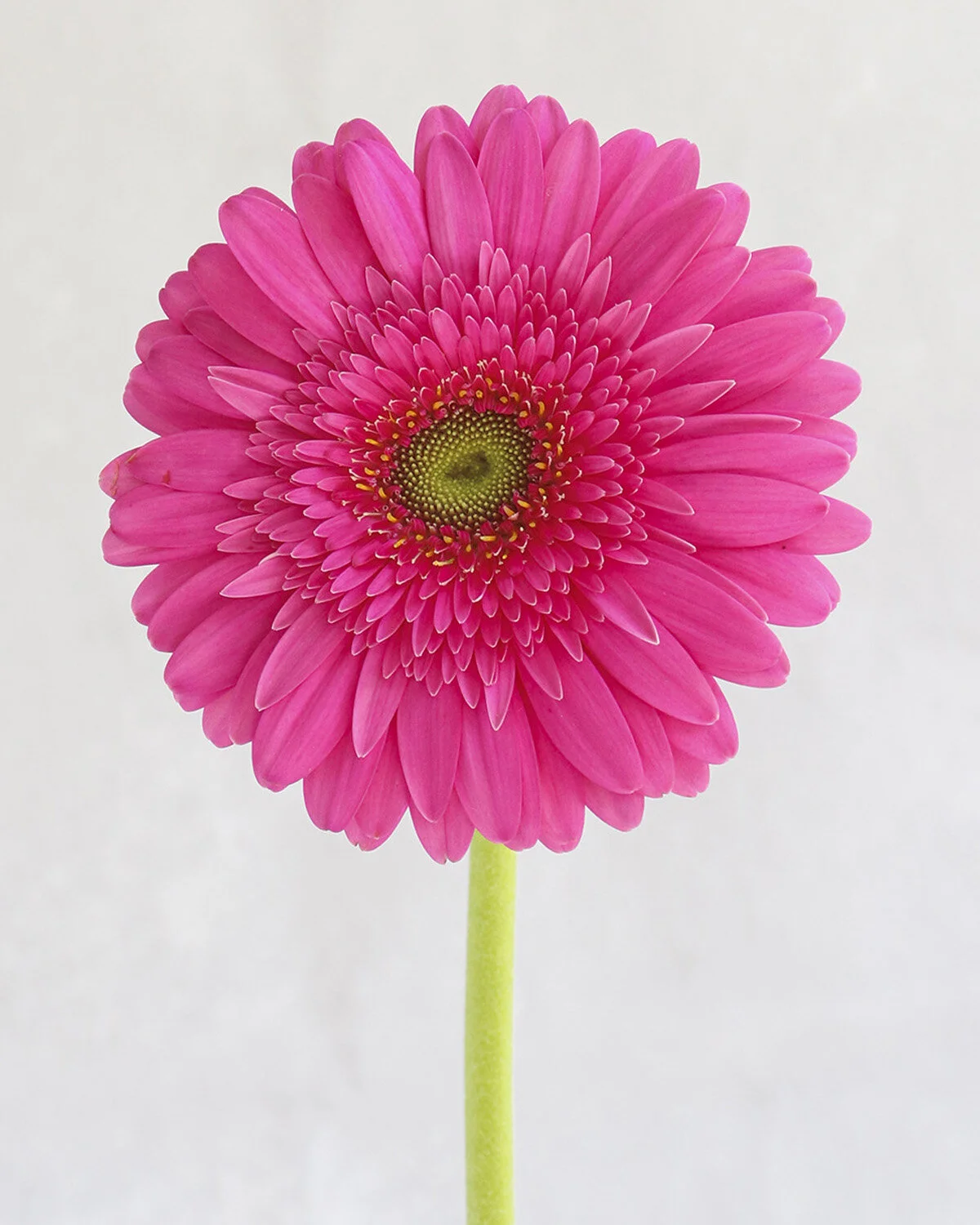 Hotpink