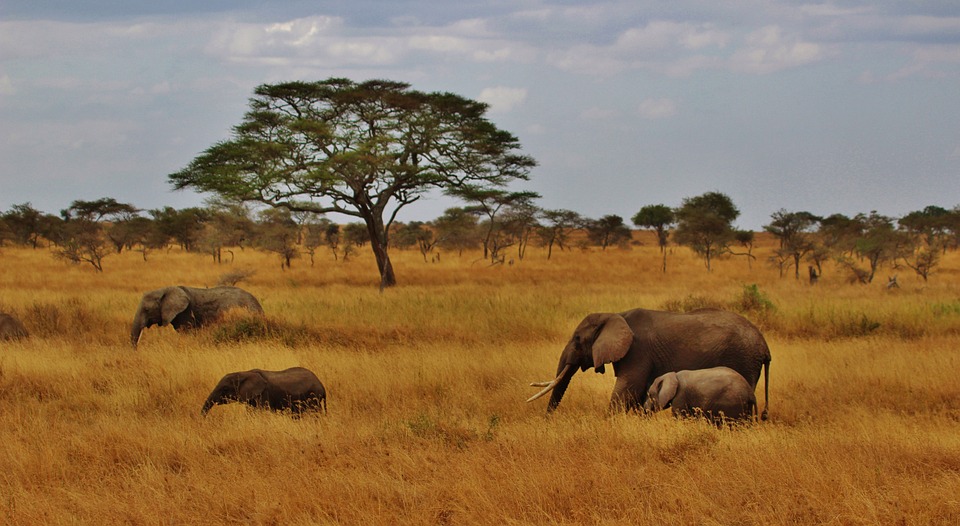 Safari in Tanzania >>