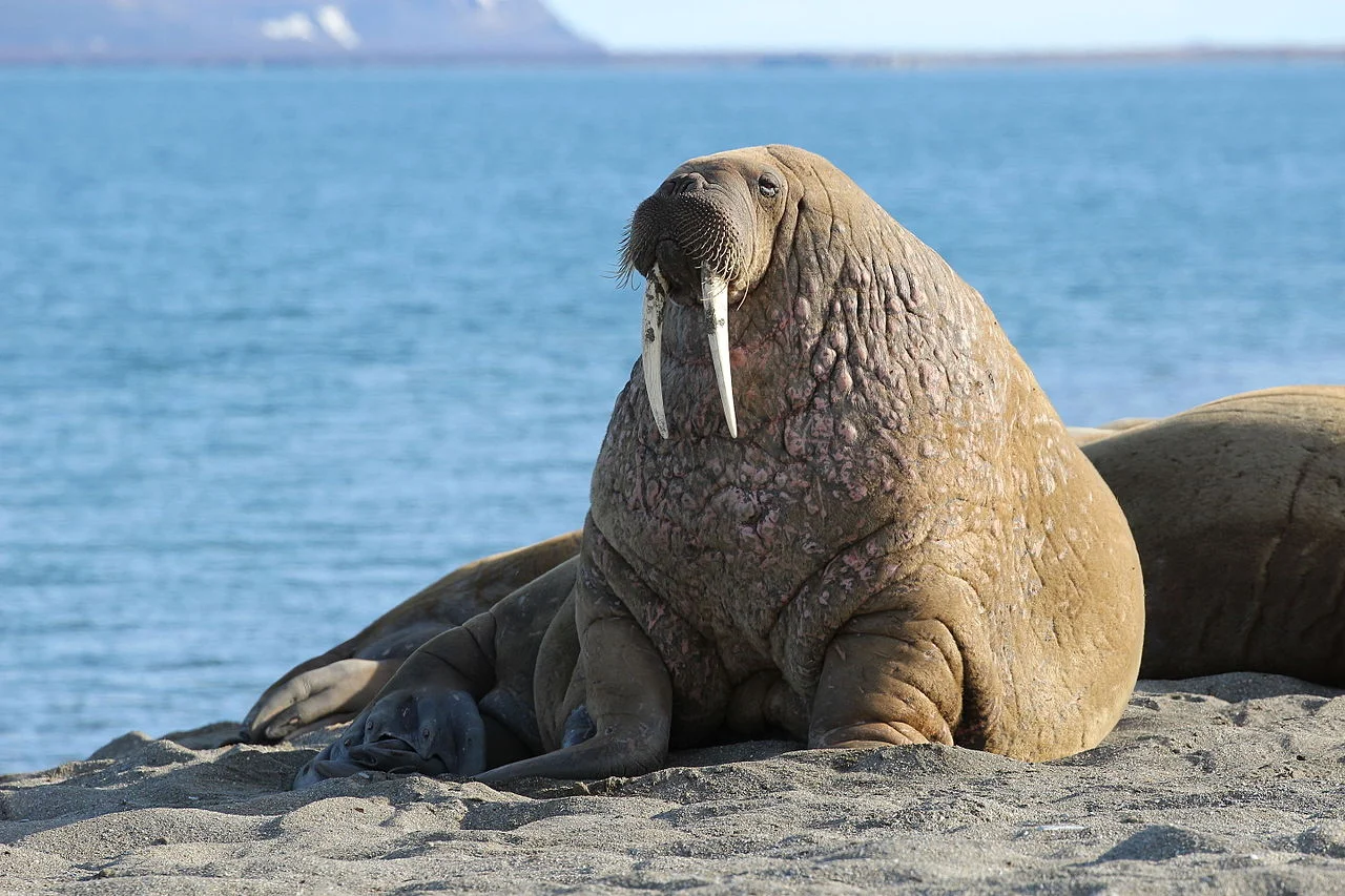 Blog Svalbard 4.jpg