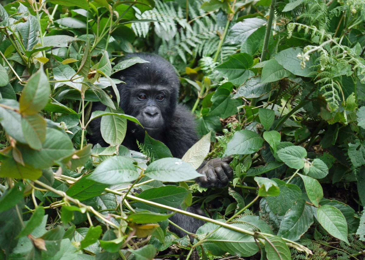 Uganda gorilla baby.jpg