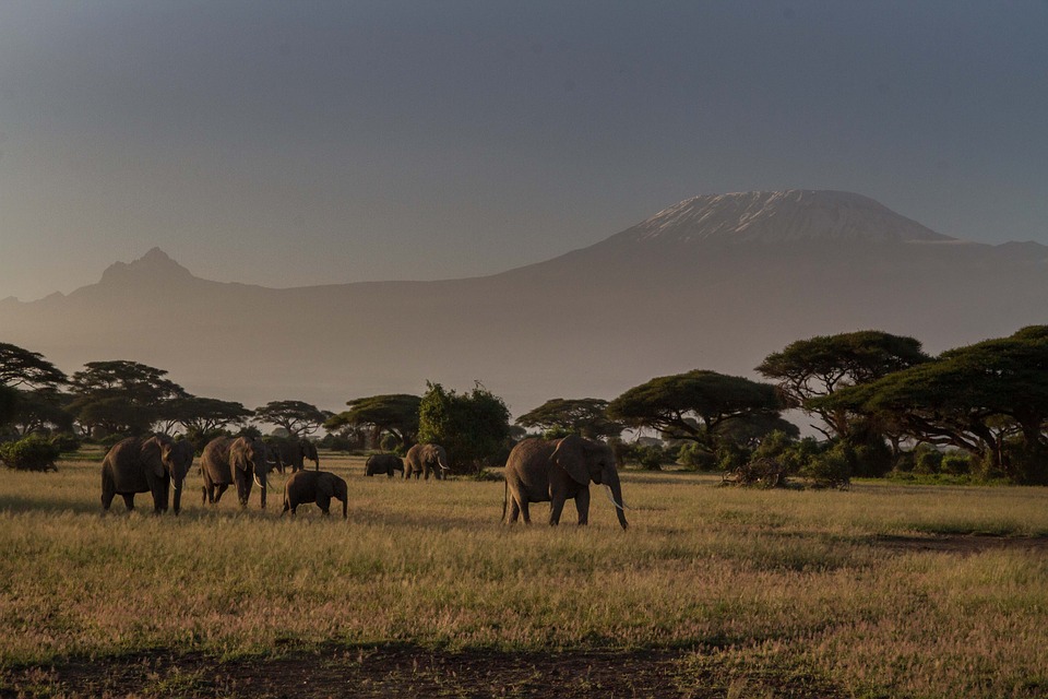 Kenya Elephant.jpg