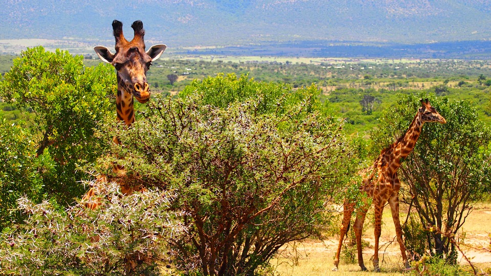 Kenya Giraffe 2.jpg