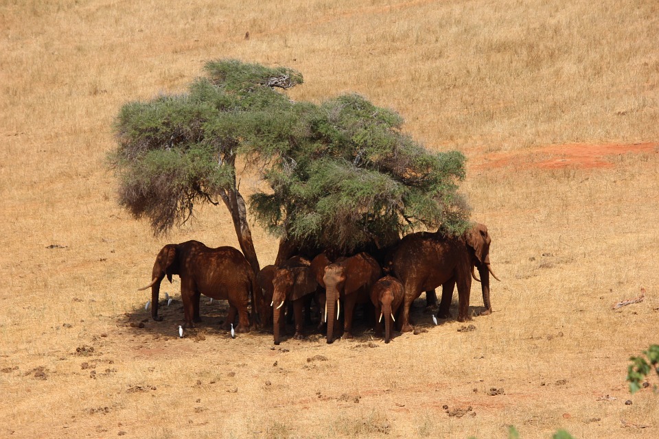 Kenya Tsavo east.jpg