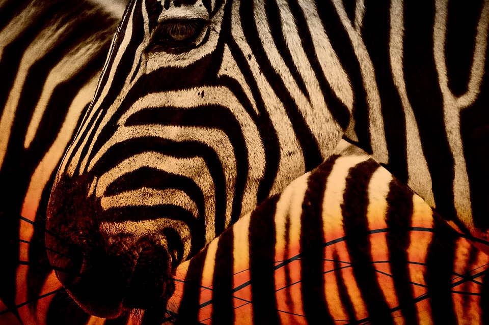 Kenya Zebra.jpg