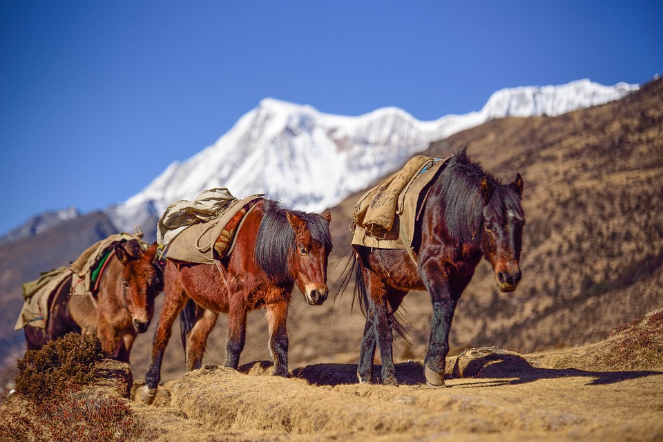 Bhutan horse.jpg