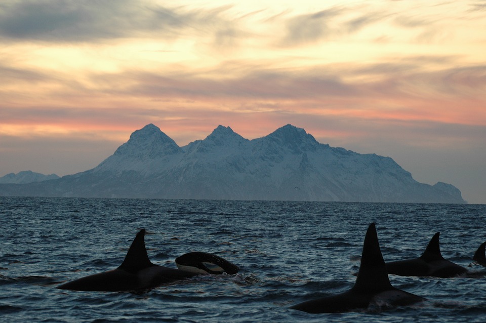 Lofoten Orca.jpg