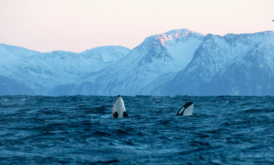 Lofoten orca 2.jpg