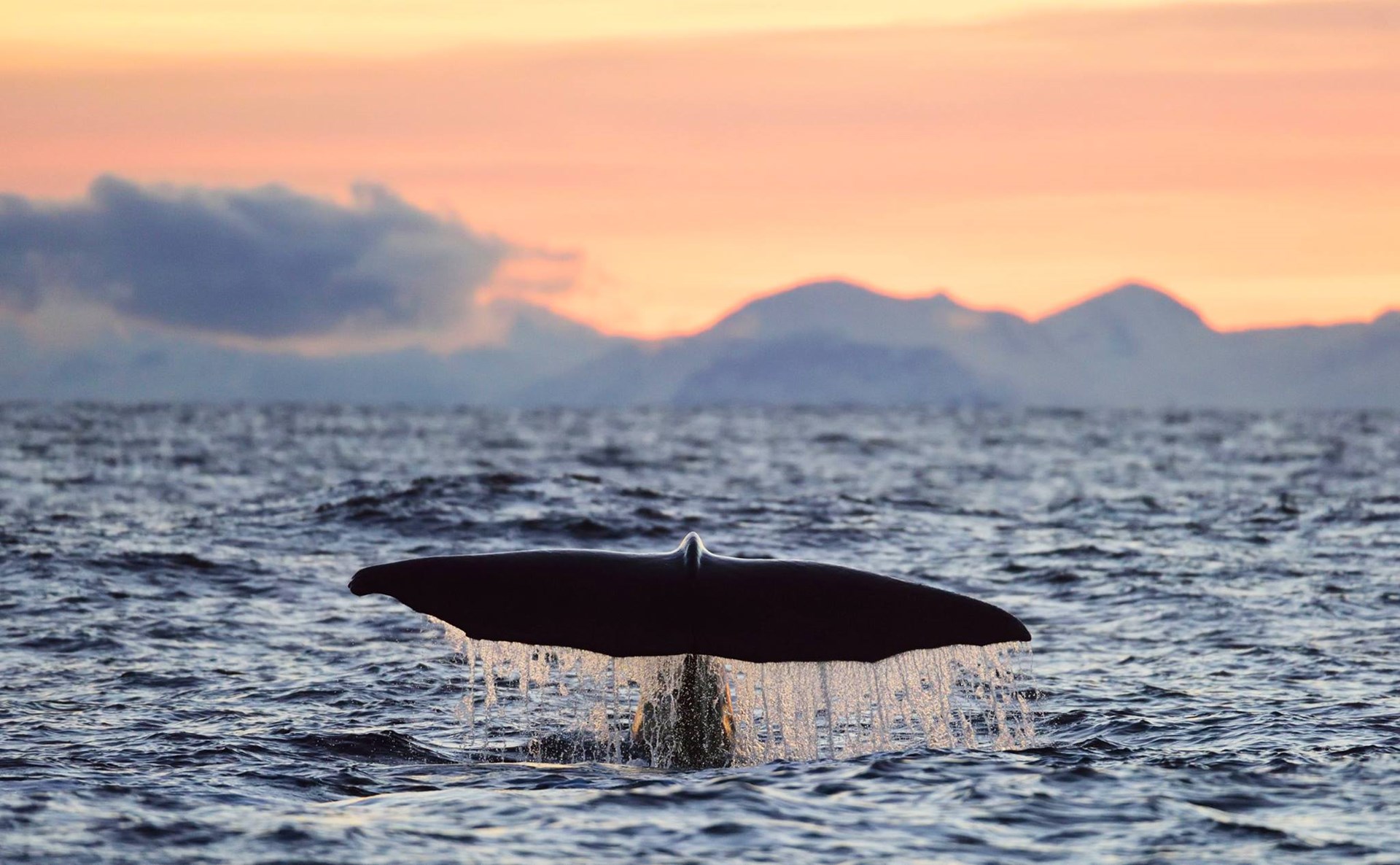 Lofoten whale.jpg