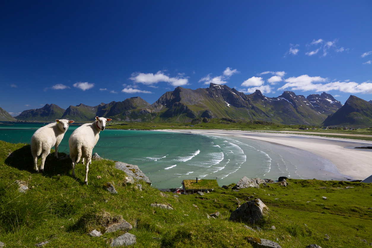 Norway Lofoten Sheep forside.jpg