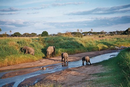 Tanzania Tarangire.jpg