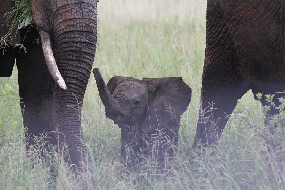 Tanzania Tarangire 3.jpg