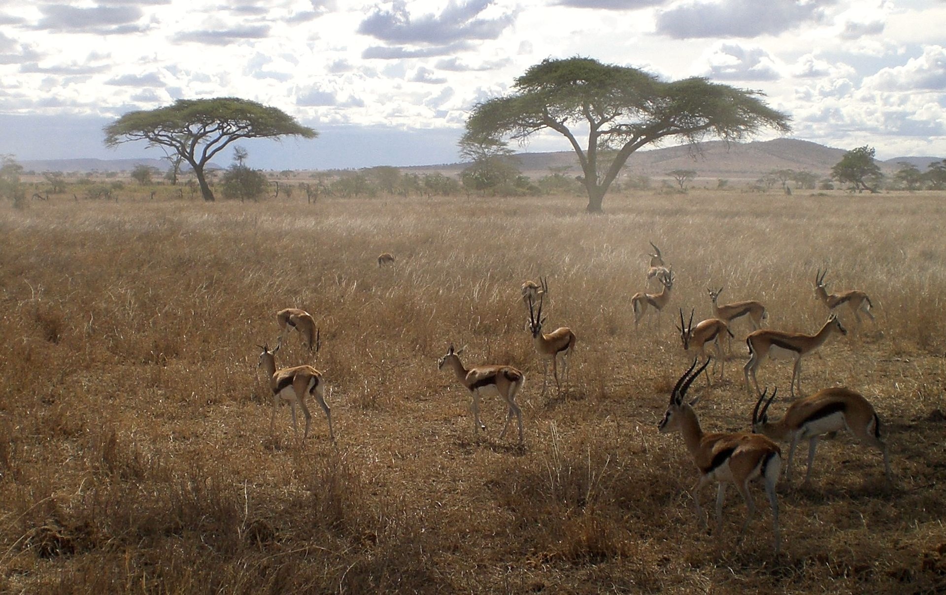 Tanzania Tarangire 8.jpg