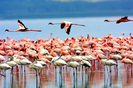Lake Manyara National Park >>