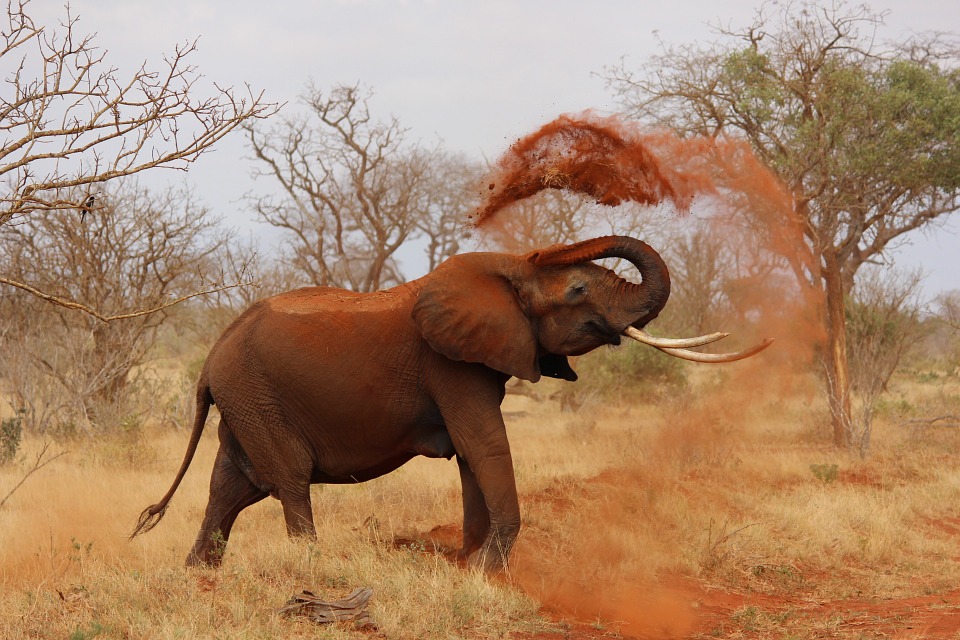 Tsavo West Safari