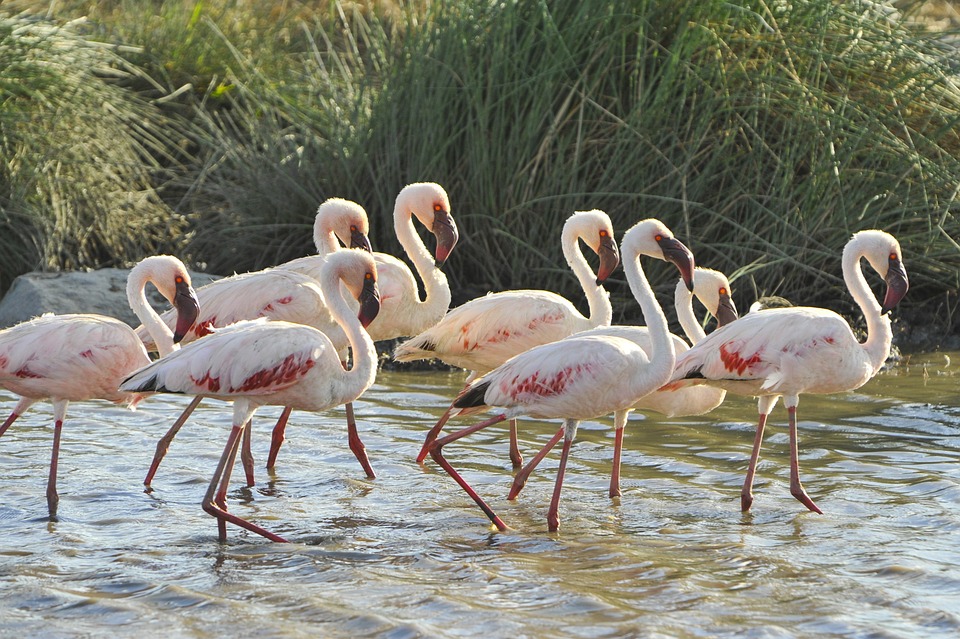 Tanzania Flamingo.jpg