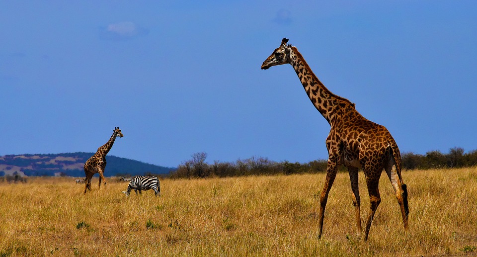 Tanzania giraffe safari.jpg