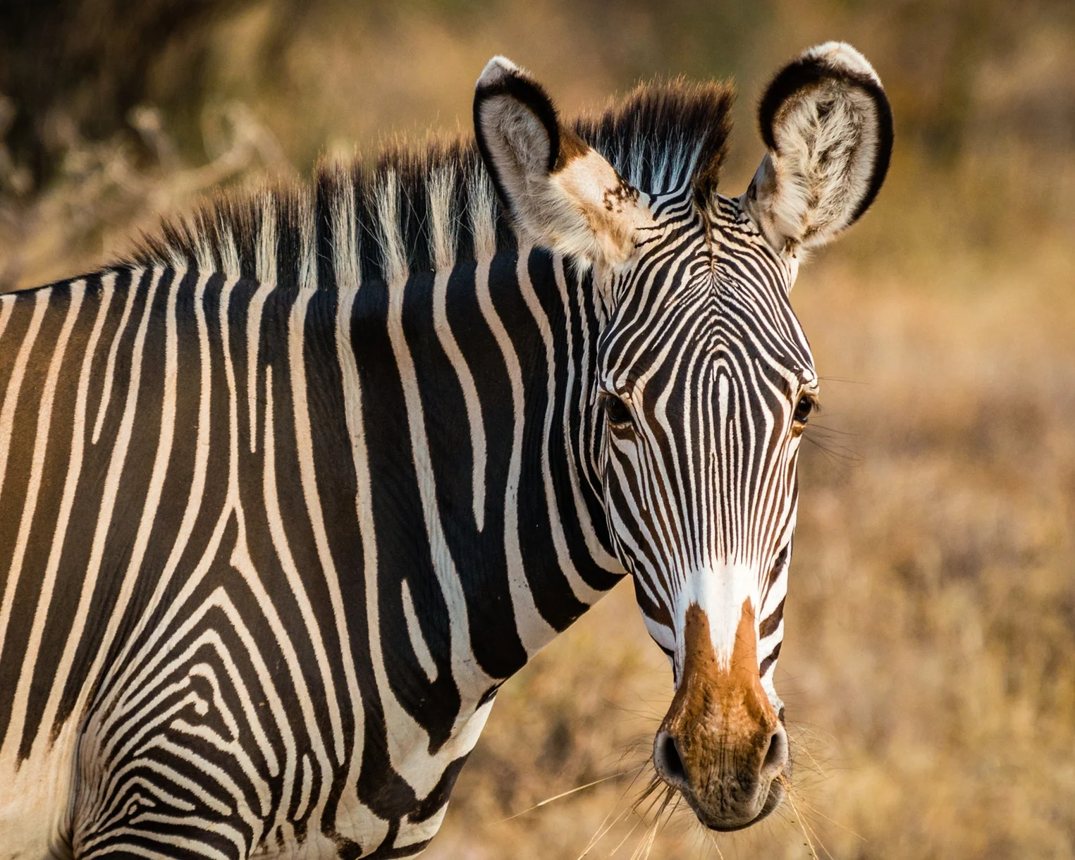 8 Days Best of Kenya Safari