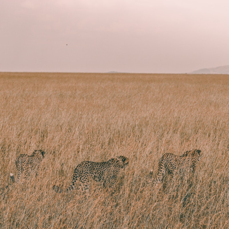 Kenya Maasai Mara Cheetah.jpg