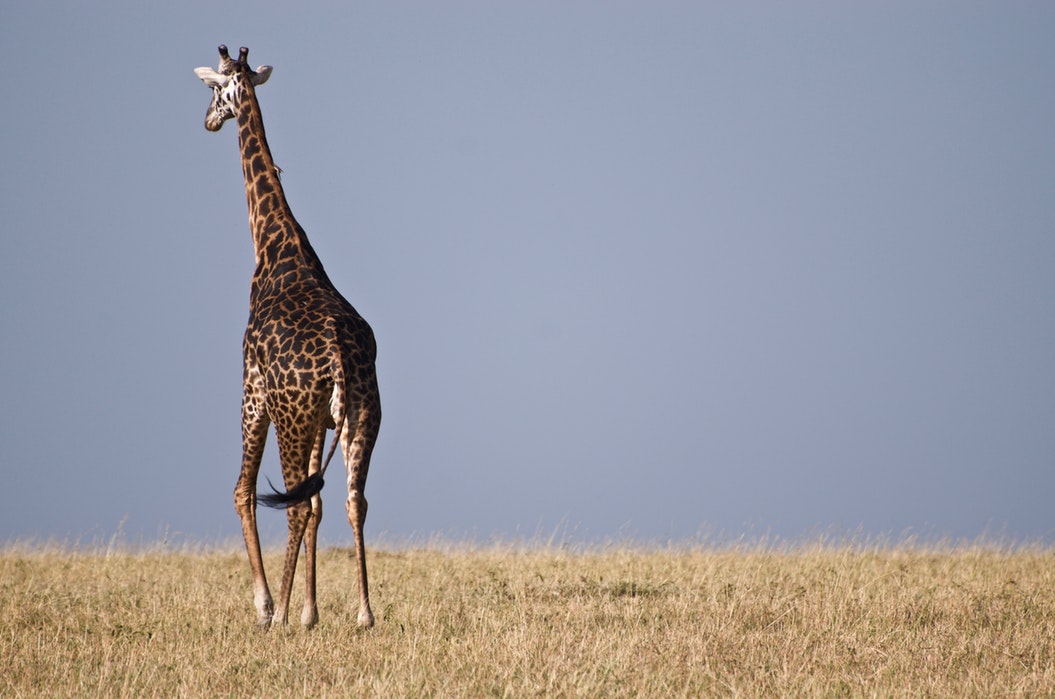 Kenya Maasai Mara Giraffe 2.jpg