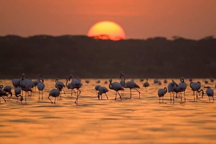 Tanzania Lake Manyara.jpg