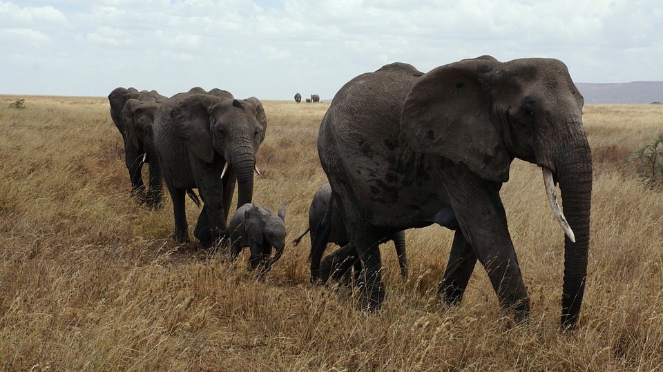 Tanzania Serengeti 3.jpg