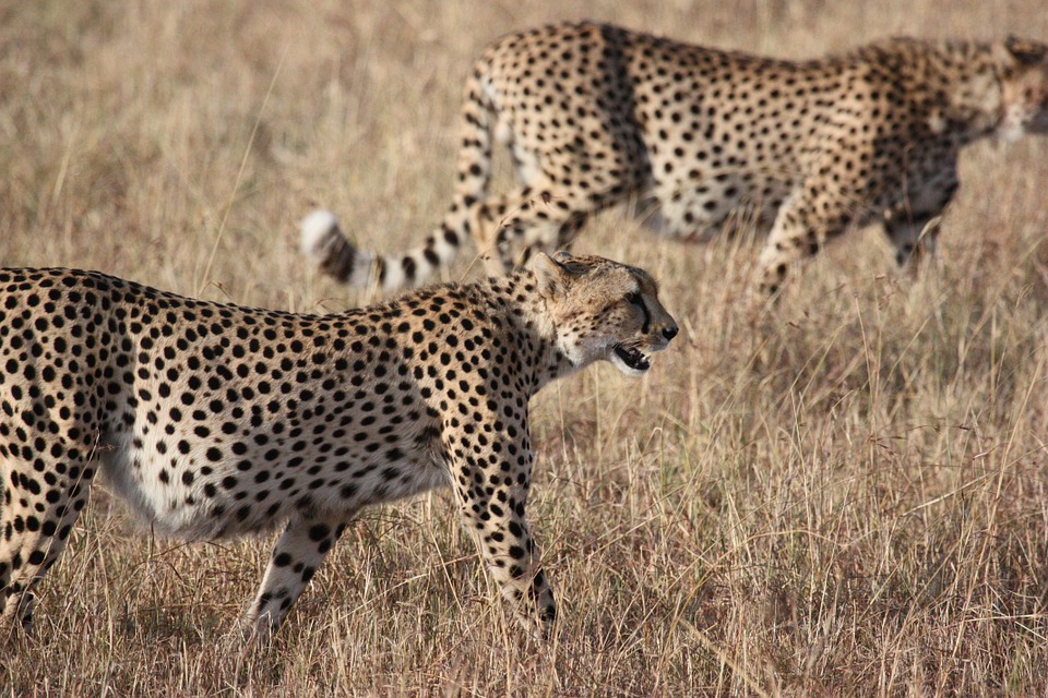 Tanzania Serengeti 4.jpg