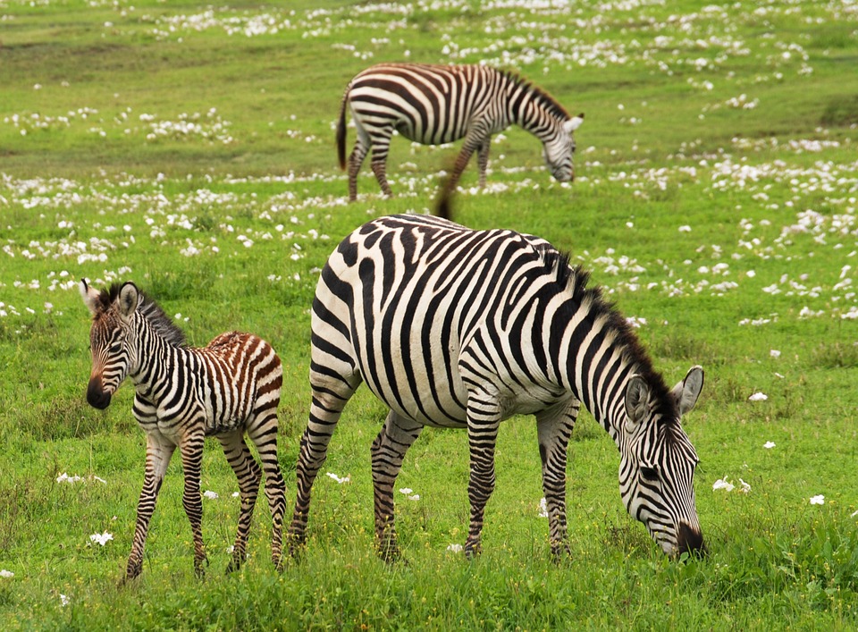 Tanzania Serengeti 5.jpg