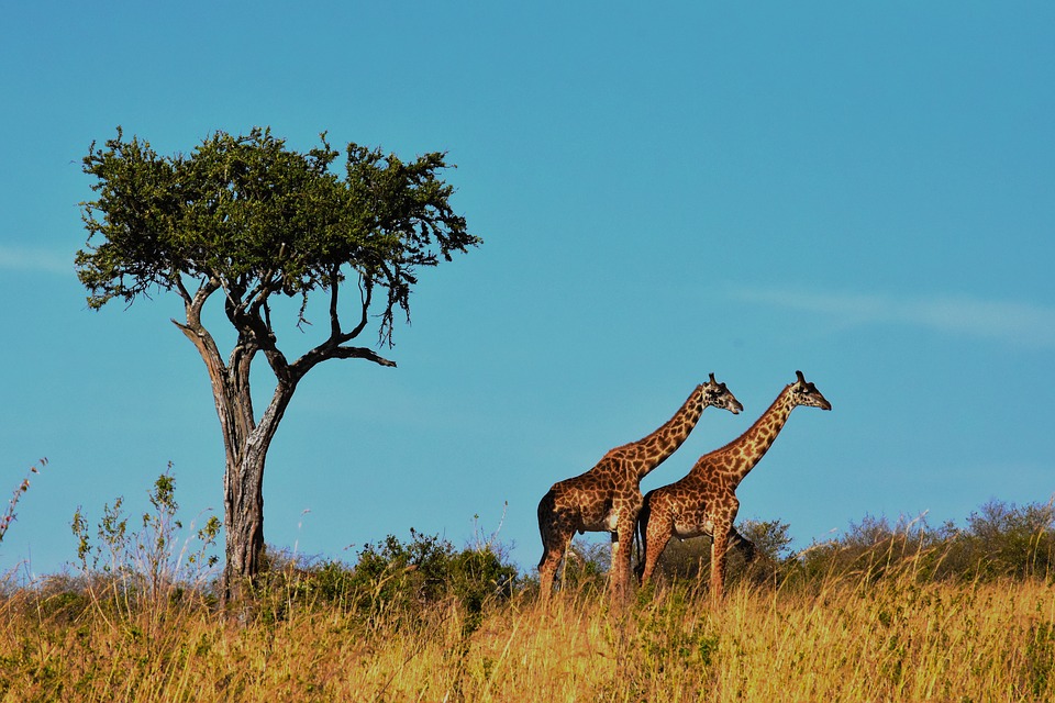 Tanzania Serengeti 6.jpg